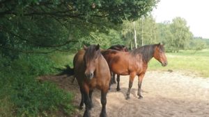 Pferde – Schützenswerte Freunde